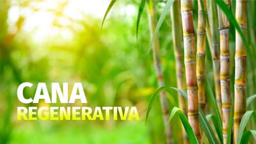 Artigo_Brasfertil_Cana_Regenerativa
